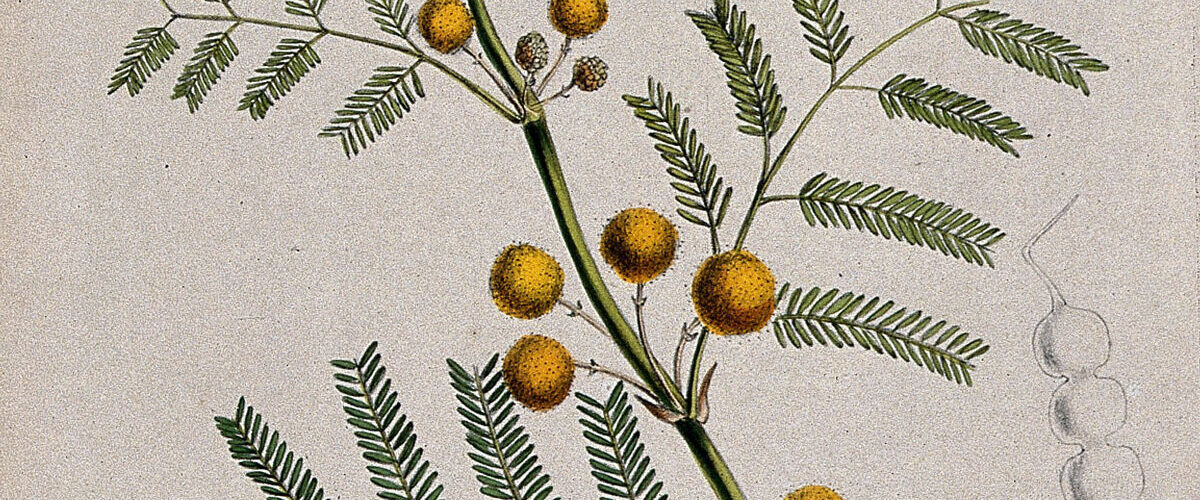 Planche botanique ancienne de l'Acacia nilotica, l'arbre de la gomme arabique