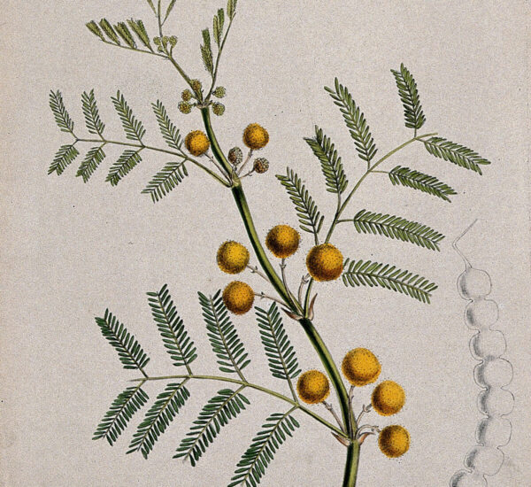 Planche botanique ancienne de l'Acacia nilotica, l'arbre de la gomme arabique
