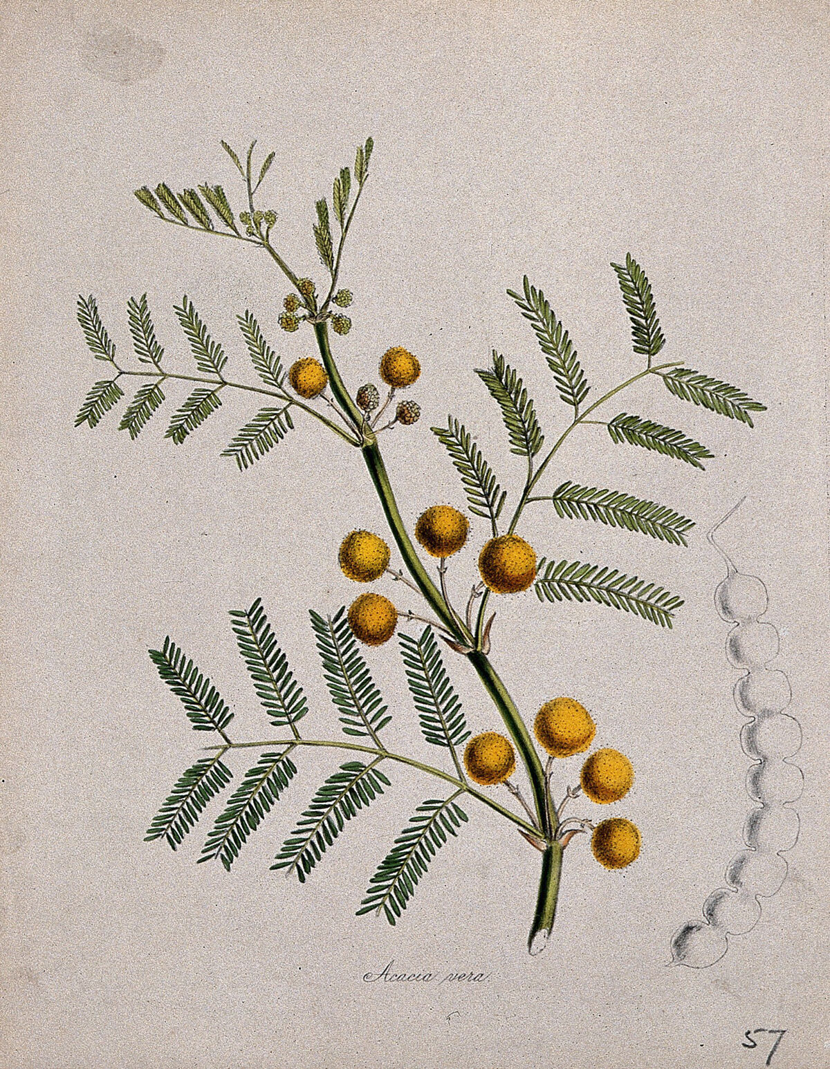 Planche botanique ancienne de l'Acacia nilotica, l'arbre de la gomme arabique